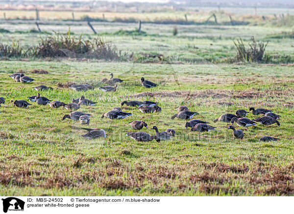 Blssgnse / greater white-fronted geese / MBS-24502