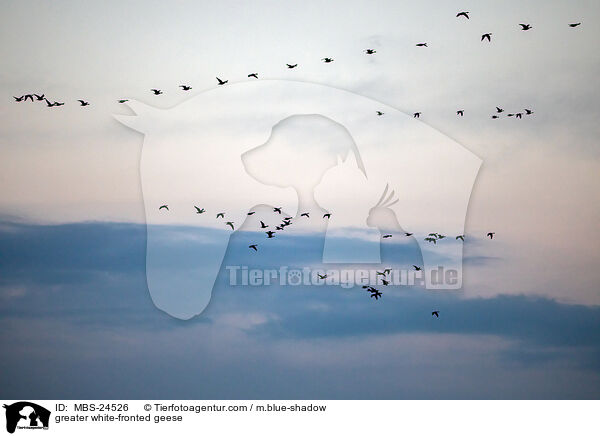 Blssgnse / greater white-fronted geese / MBS-24526