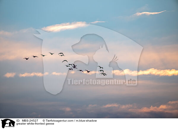 Blssgnse / greater white-fronted geese / MBS-24527