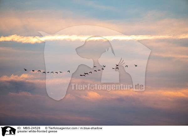 Blssgnse / greater white-fronted geese / MBS-24528