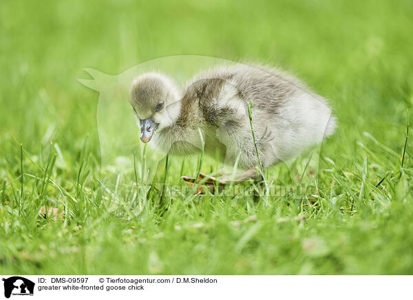 Blssgans Kken / greater white-fronted goose chick / DMS-09597