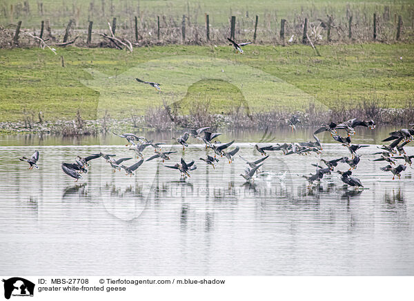 Blssgnse / greater white-fronted geese / MBS-27708