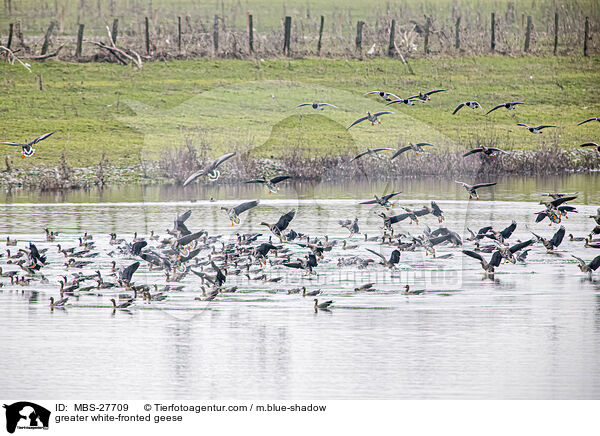 greater white-fronted geese / MBS-27709