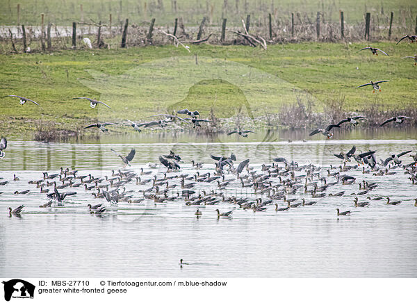 greater white-fronted geese / MBS-27710