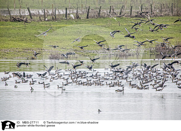 Blssgnse / greater white-fronted geese / MBS-27711
