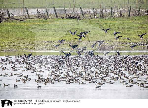 Blssgnse / greater white-fronted geese / MBS-27712