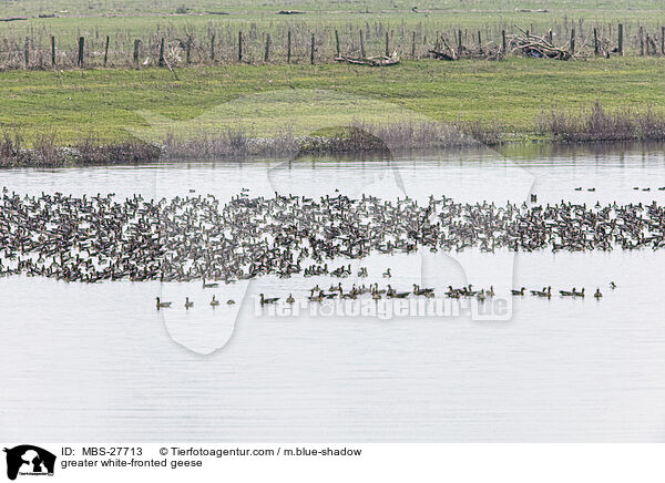 Blssgnse / greater white-fronted geese / MBS-27713