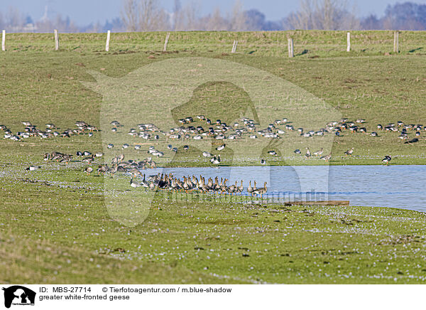 Blssgnse / greater white-fronted geese / MBS-27714