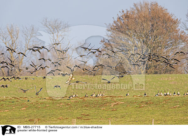 Blssgnse / greater white-fronted geese / MBS-27715