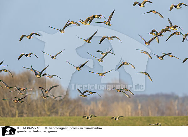 Blssgnse / greater white-fronted geese / MBS-27716