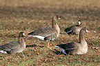 white-fronted geese