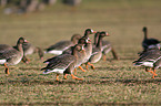 white-fronted geese in single file