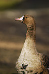 white-fronted goose