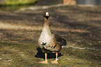 white-fronted goose