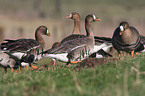 greater white-fronted goose