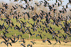 greater white-fronted goose