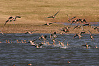 white-fronted goose