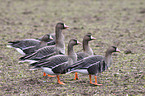 greater white-fronted geese