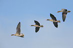 greater white-fronted geese