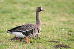 greater white-fronted goose