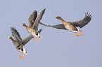 flying greater white-fronted geese