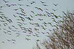 flying greater white-fronted geese