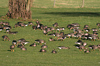 greater white-fronted geese