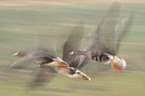 flying greater white-fronted geese