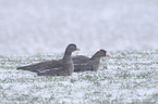 greater white-fronted geese