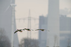 greater white-fronted geese