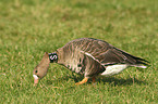 greater white-fronted goose