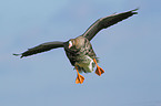 flying greater white-fronted goose