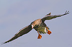 flying greater white-fronted goose