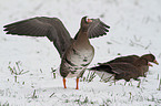 greater white-fronted geese