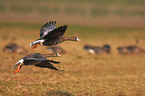 greater white-fronted geese