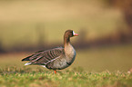 greater white-fronted goose