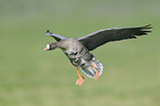 greater white-fronted goose