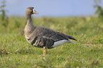 greater white-fronted goose