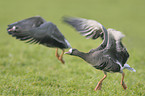 greater white-fronted geese