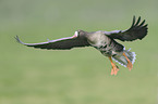 greater white-fronted goose