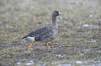 greater white-fronted goose