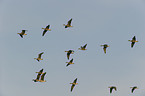 greater white-fronted gssse