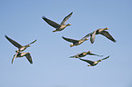 greater white-fronted geese