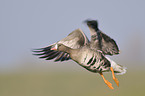 greater white-fronted goose