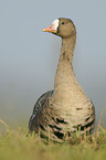 greater white-fronted goose