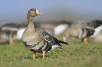 greater white-fronted goose