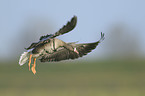 greater white-fronted goose