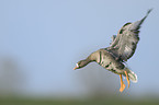 greater white-fronted goose