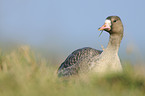 greater white-fronted goose