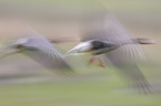 greater white-fronted geese